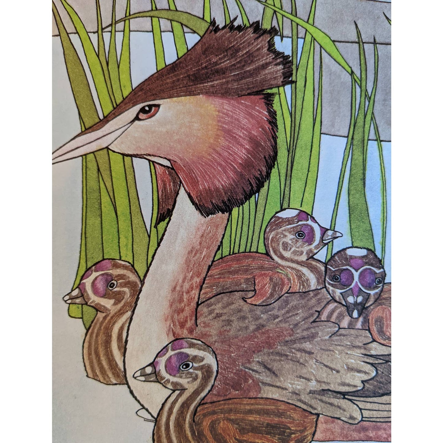 Have You Seen My Duckling? By Nancy Tafuri Scholastic Childrens Book