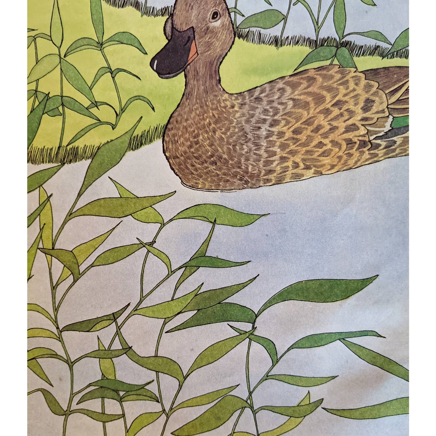 Have You Seen My Duckling? By Nancy Tafuri Scholastic Childrens Book