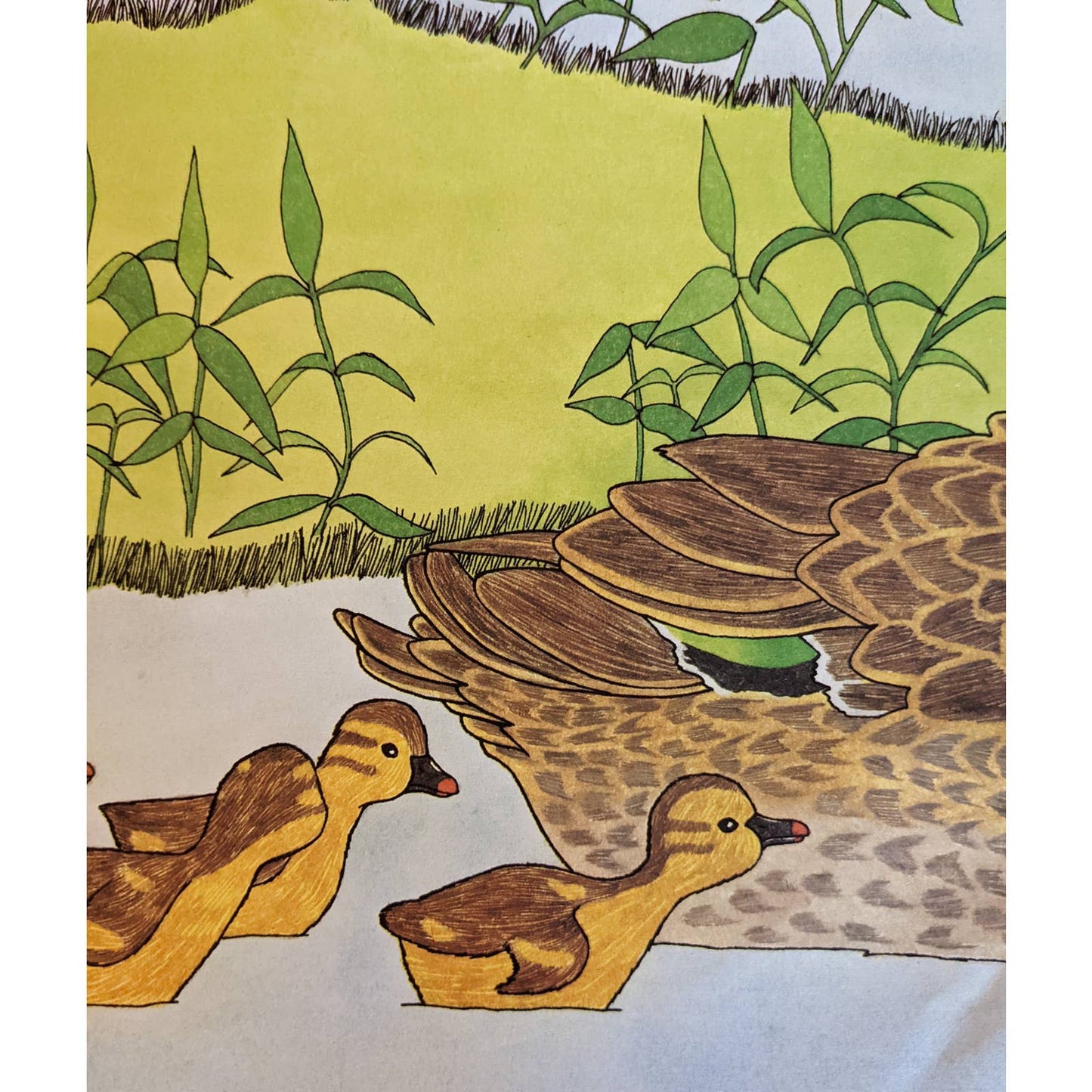 Have You Seen My Duckling? By Nancy Tafuri Scholastic Childrens Book