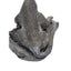 Native American Zuni Lizard Fetish Calvin Weeka Carved Stone Reptile Turquoise