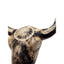 Native American Southwestern Style Pottery Buffalo Skull Signed T Vail Horsehair