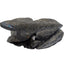 Native American Zuni Lizard Fetish Calvin Weeka Carved Stone Reptile Turquoise