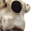 Native American Southwestern Style Pottery Buffalo Skull Signed T Vail Horsehair