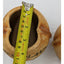 Spice Plants Jars Pair Nutmeg Myristica Moschata Black Pepper Piper Philippines