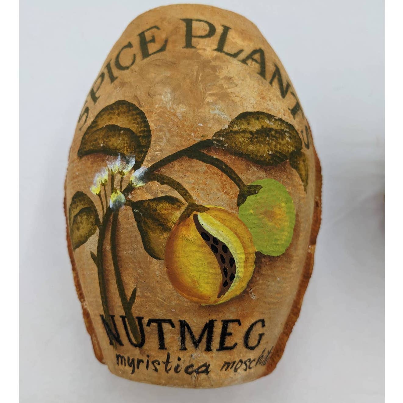 Spice Plants Jars Pair Nutmeg Myristica Moschata Black Pepper Piper Philippines